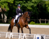 Hongre - Hanovrien - 9 ans - Dressage - PSG - France