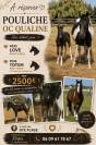 Pouliche Qualine