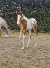 Poulain Q&rsquo;pidon