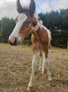 Poulain Q&rsquo;pidon