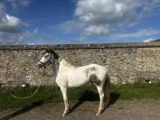 GRAND PONEY C