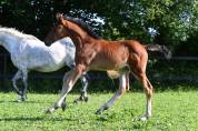 Pouliche zirocco blue