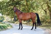 Coat Arvorig &ndash; 14 ans, 1m57 