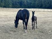 Pouliche &agrave; r&eacute;server 