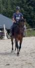&Agrave; vendre jeune cheval 