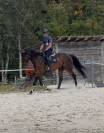 &Agrave; vendre jeune cheval 