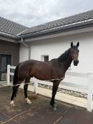 &Agrave; vendre jeune cheval 