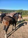 Pouliche cob normand pp 