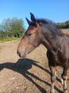 Pouliche cob normand pp 