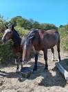 Pouliche cob normand pp 
