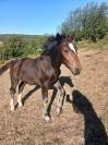 Pouliche cob normand pp 