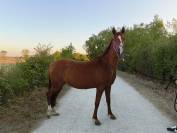 Jument polyvalente 5ans