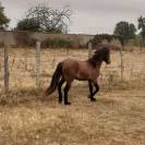 Poulain Dartmoor plein papier