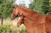 Potro Silla Franc&eacute;s En venta 2026 Alaz&aacute;n por Jilbert vant Ruytershof