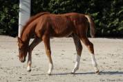 Potro Silla Franc&eacute;s En venta 2026 Alaz&aacute;n por Jilbert vant Ruytershof
