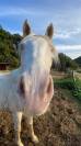 A vendre Odin, ongre de 8 ans, 168 cm, onc