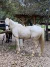 A vendre Odin, ongre de 8 ans, 168 cm, onc