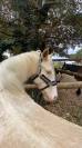 A vendre Odin, ongre de 8 ans, 168 cm, onc