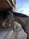 A VENDRE - hongre belge de 16 ans