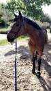 A VENDRE - hongre belge de 16 ans