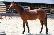 G&eacute;n&eacute;tique poney exceptionnelle 