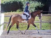 Jument - OC - 4 ans - CSO / Polyvalente - France