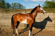 Jument - OC - 4 ans - CSO / Polyvalente - France