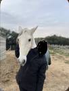 Lusitanien PP gris 13 ans &ndash; Cheval sensible, en reprise