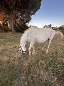 Lusitanien PP gris 13 ans &ndash; Cheval sensible, en reprise