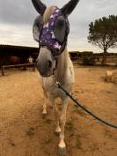 Lusitanien PP gris 13 ans &ndash; Cheval sensible, en reprise
