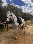 Lusitanien PP gris 13 ans &ndash; Cheval sensible, en reprise