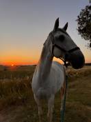 Lusitanien PP gris 13 ans &ndash; Cheval sensible, en reprise