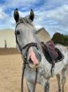 Cheval de famille
