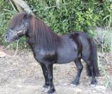 Super entier shetland 