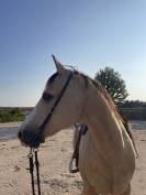Demi-pension sur quarter horse