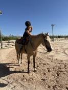Demi-pension sur quarter horse