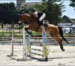 Hongre 9ans - CSO amateur 1