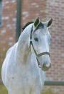 Mare Zangersheide For sale 2021 Grey