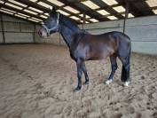 Top cheval de rando