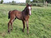 FOAL PFS m&acirc;le 