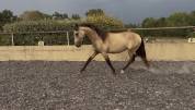 Poulain PRE pp - 2 ans - Isabelle 