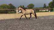 Poulain PRE pp - 2 ans - Isabelle 