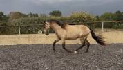 Poulain PRE pp - 2 ans - Isabelle 