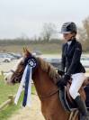 PONEY B A VENDRE 