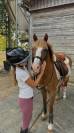 PONEY B A VENDRE 