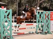 PONEY B A VENDRE 