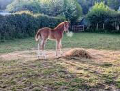 K&rsquo;ptain DHF Z &ndash; Foal rare par Kassander, 80% Black Type