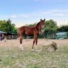 K&rsquo;ptain DHF Z &ndash; Foal rare par Kassander, 80% Black Type