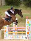 Cheval &agrave; vendre - Magnifique hongre de 11 ans