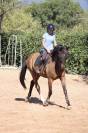 Cheval &agrave; vendre - Magnifique hongre de 11 ans
